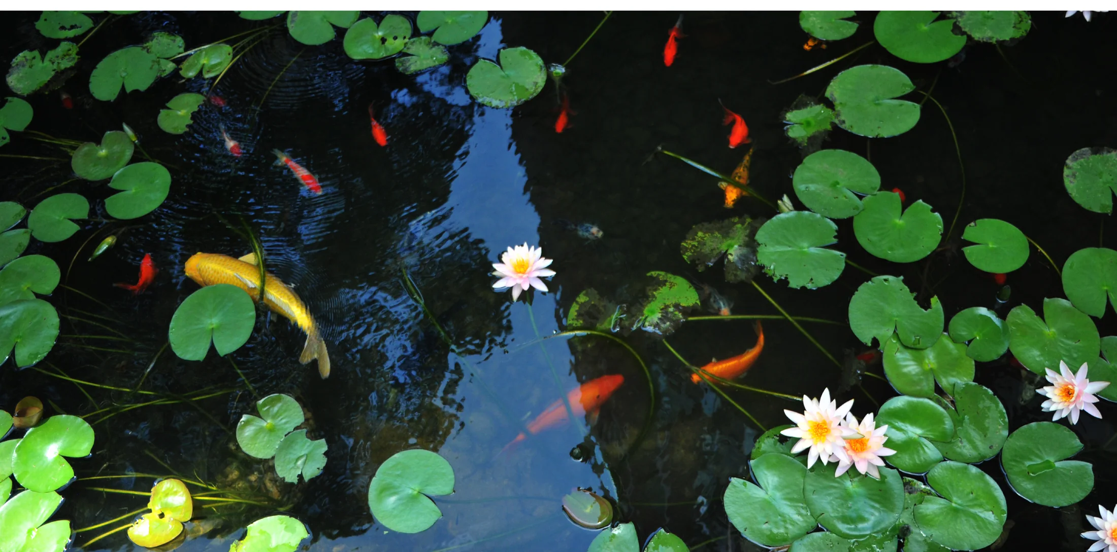 Pond lilies by the HKU Faculty of Law