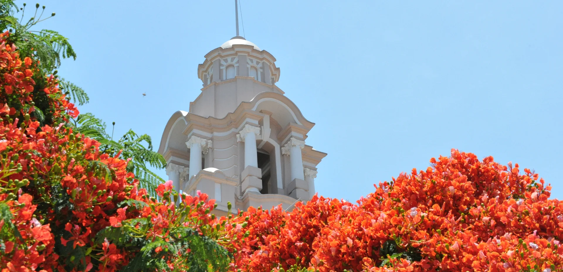 The tower of HKU Main Building framed by flowering trees